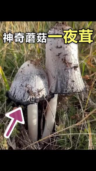 只活一天的神奇雞腿菇!