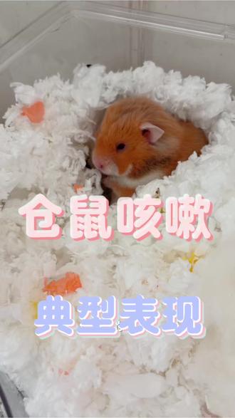 仓鼠咳嗽的典型表现 宝子们,刚讲仓鼠咳嗽、喷嚏等症状,今天就有超标准的仓鼠咳嗽视频啦。它咳嗽时咳咳咳还一抖一抖的,这是因风寒引起的,和流感、病毒性感冒不同,没太多副症状,只有单纯咳嗽。大家保存收藏,有类似症状可对比。要原视频私信我哈。 #仓鼠 #金丝熊 #仓鼠咳嗽 #仓鼠感冒