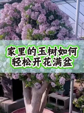 #玉树 #三农 #花卉绿植 #养花小知识 #爱生活爱养花