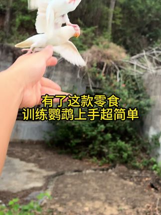 训练鹦鹉上手的宝藏零食,人手必备神器#鹦鹉 #手养鹦鹉 #好物推荐🔥 #我要上热门🔥