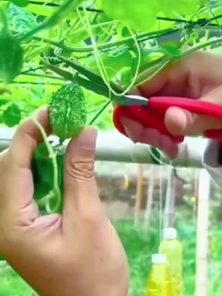到手4盒共60包苦瓜不怕糖小瓜清茶纯苦瓜茶天然0添加45g不怕糖小瓜清茶纯苦瓜茶,天然#苦瓜干泡茶,口感清润回甘带有清香#营养均衡越喝越健康#大人小孩都爱吃