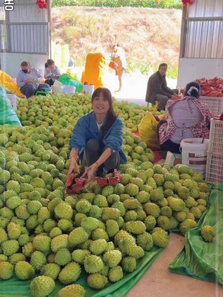 #释迦果 #释迦 #凤梨释迦水果 #释迦牟尼果 #新鲜采摘