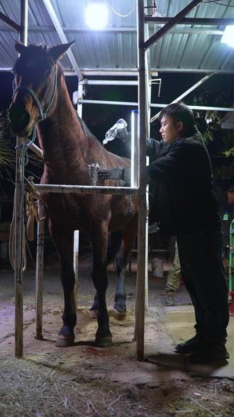 今日照料-干仗受伤治疗 视频里面的另一只小马是金榜,当时在给它修蹄,后来要给枭雄检查就把金榜拉回去了,不是和金榜干仗哈
兽医组帮助小家伙恢复健康
8岁多公马,脾气有点暴躁
过程中各种不配合,后面总算搞定了
#三农 #养殖 #宠物 #聚林苑 #马 @骑射手