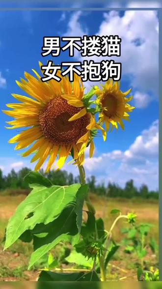 老人言:男不搂猫,女不抱狗是什么意思。