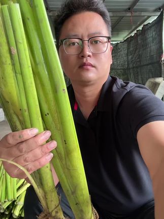 #强烈推荐 #茭白苗 #茭白种植