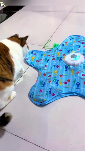 宠物小猫的自嗨电动捕猎罩,解闷必备!
#猫咪自嗨玩具 #猫咪自嗨神器 #宠物猫咪玩具 #猫咪解闷 #逗猫神器