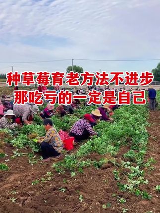 草莓育苗老方法不进步,那吃亏的一定是自己。#草莓种植 #草莓育苗 #农业种植技术 #每植乐花果多