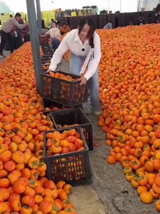 #脆柿子 #柿子 #应季水果 #新鲜采摘 #优质农产品抖音助农!!!