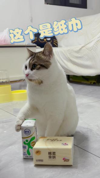 知识太多学废了#看看谁是萝卜纸巾挑战的十级学者 #超级无敌大开门 #大笨猫 #聪明猫咪 #萝卜纸巾