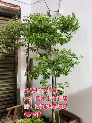 补光灯下进入车库的第20天,室内完全没有光照的三角梅,一般情况一个星期就会大面积落叶,甚至光杆,实测补光灯效果还是非常明显。人们往往会对认知以外的事物产生怀疑,所以需要我们不断的学习和实践。