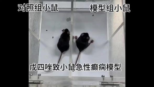 小鼠急性癫痫模型|科研党必看 做神经科科研,小鼠急性癫痫模型真的是绕不开的坎😭
🔍先搞懂:为啥选急性模型?
比起慢性模型,急性癫痫模型制作周期短、操作相对简单,而且发病机制清晰,特别适合用来做药物筛选、发病机制初探这类基础实验~ 新手入门选它准没错!
💡常用建模方法大揭秘
▫️戊四氮(PTZ)腹腔注射法:最常用的一种!优点是稳定性好、成功率高,剂量很好把控,小白也能快速上手。唯一要注意的是注射后要密切观察小鼠状态,避免出现严重惊厥没人管~
▫️ kainic acid(KA)注射法:模拟颞叶癫痫超逼真!适合研究癫痫持续状态,不过剂量要精准控制,不然小鼠死亡率会偏高,操作时一定要细心!
⚠️建模关键注意点
1. 小鼠品系和年龄要统一!推荐C57,6-8周龄的健康小鼠
2. 操作前一定要称重!按体重算药物剂量
3. 注射后观察要及时!
4. 实验后做好护理!
反复调整剂量和操作手法才慢慢熟练💪 科研就是这样,一点点积累才能出成果~
如果有老师同学在做这个模型时遇到问题,欢迎评论区交流呀!一起避坑一起进步~#动物实验外包 #小鼠模型 #科研