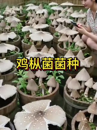 鸡枞菌优质蘑菇菌包不出包赔三塔菇伞把菇鸡肉菌室内室外庭院野外 #鸡枞菌#种植#种蘑菇#蘑菇菌包