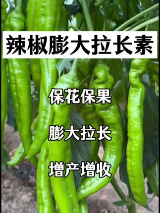 #辣椒#辣椒高产#辣椒种植