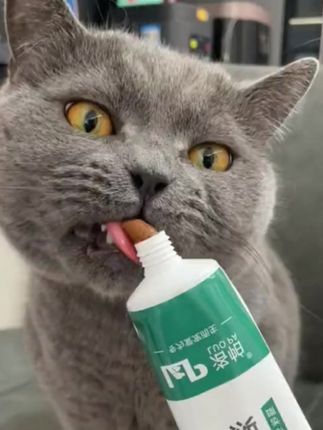 养猫家长必须提防毛球症! #猫草 #新手养猫 #萌宠好物 #知识科普 #养猫人