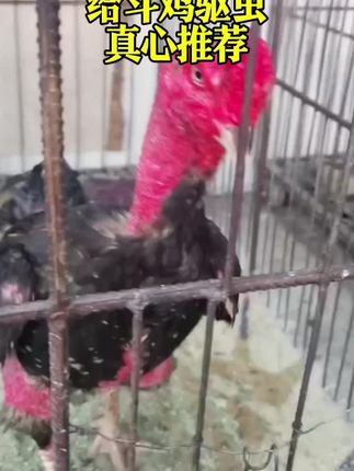 给斗鸡驱虫,就是这么简单#斗鸡文化上热门 #斗鸡 #斗鸡养殖