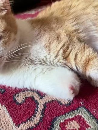推荐除臭混合猫砂#猫咪#猫砂#猫砂推荐#宠物 #萌宠出道计划