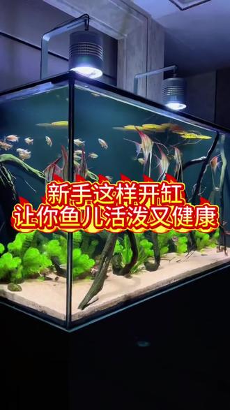 新手开缸要注意哪些事 新手这样开缸,让你养的鱼儿活泼又健康!#水族 #观赏鱼 #新手养鱼 #养鱼日记