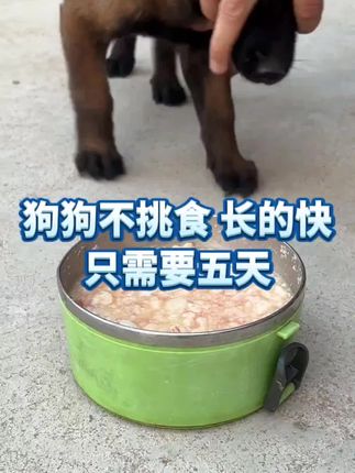 #狗狗 #养狗经验分享 #科学养宠攻略 #新手养狗 #肉狗养殖