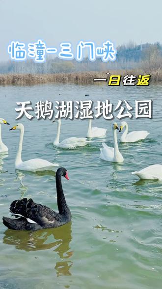 西安周边亲子游|西安临潼-三门峡,一日往返,赏西伯利亚大天鹅,观“大国工程”三门峡公铁黄河大桥,品地道河南烩面,记得少吃点,留点肚子去潼关吃肉夹馍🥙
#三门峡 #三门峡天鹅湖 #西安周边游 #西安周边一日游 #西安周边亲子游
