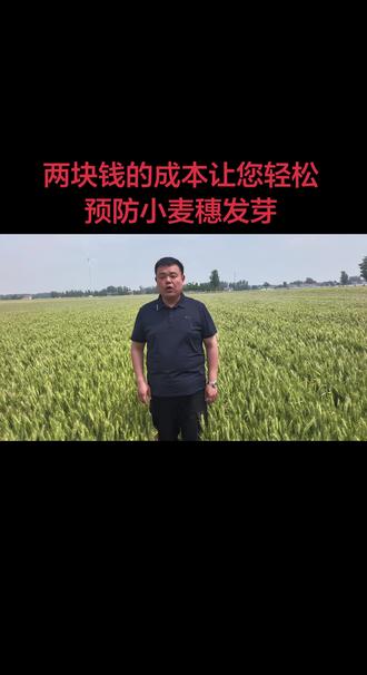 两块钱的成本让您轻松防治小麦穗发芽#小麦成熟阶段 #小麦种植