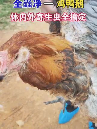 #农村散养土鸡 #养鸡技术 #农村土鸡 #养鸡人