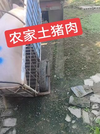农家土猪肉,#农村养猪 #自繁自养
