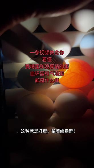 #孵蛋养成计划 #创作者中心 #创作灵感 学会照蛋,避免臭鸡蛋暴击。