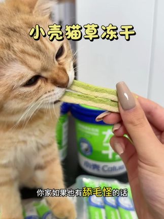 直接在体内分解,小壳新品猫草棒化毛技术真的牛!#小壳冻干猫草棒 #科学养宠攻略 #宠物零食 #科学喂养 #宠物排毛