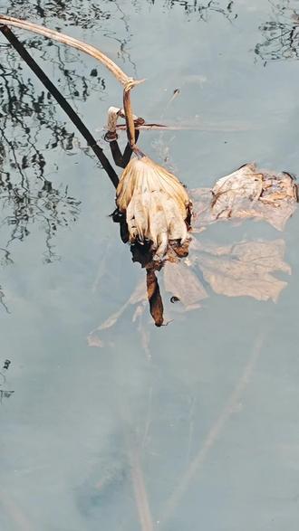 荷叶生时春恨生,荷叶枯时秋恨成。#残荷#残荷之美