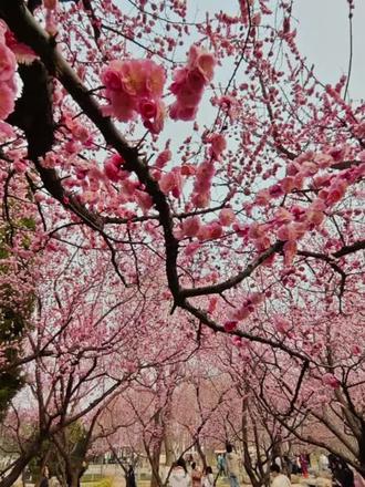 春骚 春风更比帝王骚,掀起柳裙空中飘。刚刚吻过杏花唇,
转身又搂桃花腰。
春风其实并不骚,而是万物把它邀。送走严寒暖大地,
不让残雪四处飘。
春风本意并不骚,只是桃树会撒娇。千娇百媚桃花腰,
桃花含笑把风招。
帝王不如文人骚,扑风捉影笔如刀。字里行间骚气重,
却让春风来背包。
春风本无风流意,只怪诗仙会做戏。正月女人二月猫,
三月桃花漫天飘。春风拂过杨柳岸,吹的枝头花枝摇。
吹醒青山穿绿袍,吹的文人把墨抛。都写人间春色好,
一诗更比一诗娇。