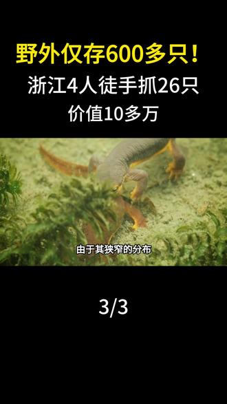 野外仅存600多只!浙江4人徒手抓26只,价值10多万