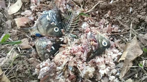 向她学习·爱心人士将死亡的小动物入土为安