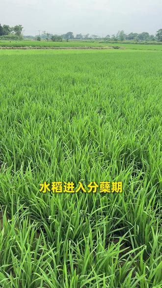 稗草、千金子如何“精准清除”?#除草 #水稻种植 #隆腾两优8612 #水稻品种