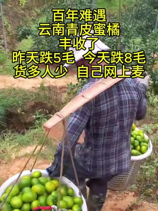 #新鲜采摘 #快来一起尝个鲜 #抖音助农 #优质农产品 #云南蜜橘