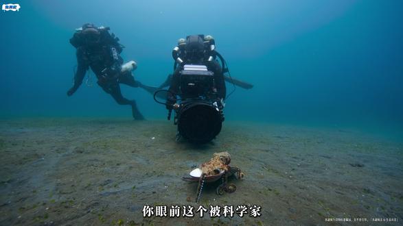 章鱼的逆天配置:3颗心脏9个大脑,被科学家称为外星活体样本? #章鱼#动物解说#深海生物#科普 #冷知识