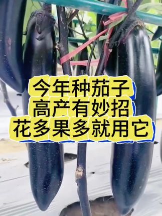 今年种茄子,高产有妙招,想要花多果多就用花之蜂#茄子种植 #花之蜂茄子高产套餐 #茄子高产管理
