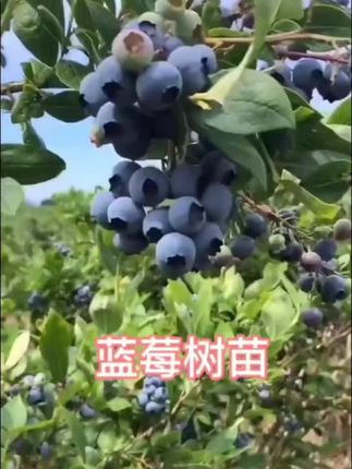 #蓝莓苗…蓝莓树苗#果树苗 #蓝莓熟了 #抖音助农