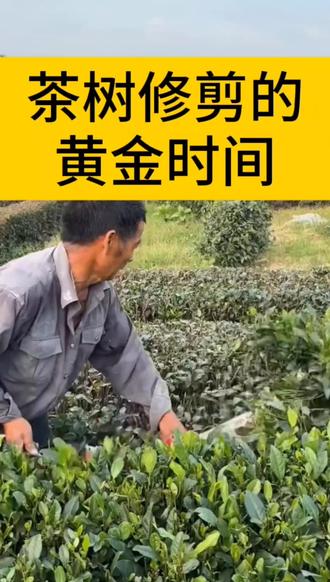 茶树修剪的黄金时间#茶树修剪#茶园管理