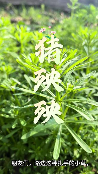 路边扎手的野草,竟是清热解毒的“八仙草”,很多人不知道!#植物科普 #猪殃殃 #涨知识 #识百草