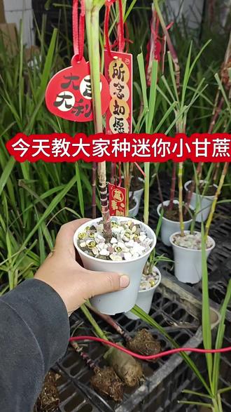 教大家如何种迷你小甘蔗