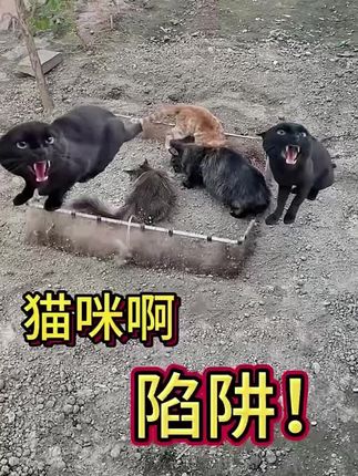 #星球大战电影解说 #萌宠动物 #萌宠 #恋与深空祁煜生日活动 #花瓣馒头的做法