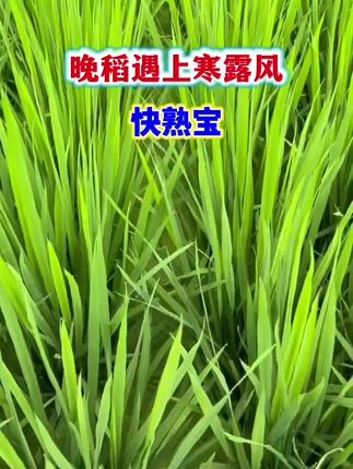 晚稻灌浆期就怕遇上寒露风,造成空壳瘪粒,要提前喷施快熟宝#无限回购的宝藏单品 #我的乡村生活 #乡村守护人 #新农人计划 #农村生活
