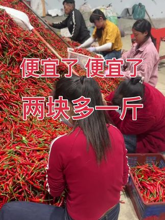 辣椒 新鲜小米椒椒#辣椒 #红辣椒 #小米椒