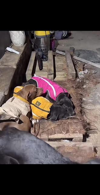 这时候就有人问了 小杜小杜 你怎么这么可爱啊#骏良的狗#骏良#骏良锯片