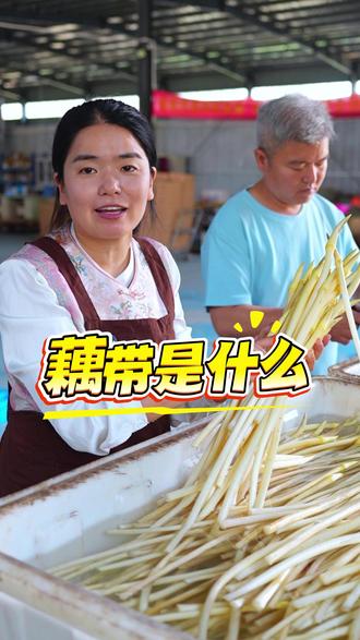 你知道藕带是什么 我敢肯定99%的人都没有吃过这道菜,这个有的人叫它藕粘,有的人就叫它藕带,还有人叫它藕肠子,其实它就是莲藕的小时候,就这样一根藕带,长大了之后就是一只藕,每年到五六月份的时候,在我们洪湖就是吃这个藕带的时候,可以看一下,这个是我们今天抽回来的藕带,都是这样子,粗细均匀,然后白白嫩嫩,它这个尖尖都是呈这种毛笔状,我们叫它毛笔尖,这个藕尖就是品质上好的藕带,像这种藕带,炒着吃它是脆甜可口,你们看这漂不漂亮!#洪湖王文娟 #洪湖藕带 #藕带 #新鲜藕带 #清炒藕带