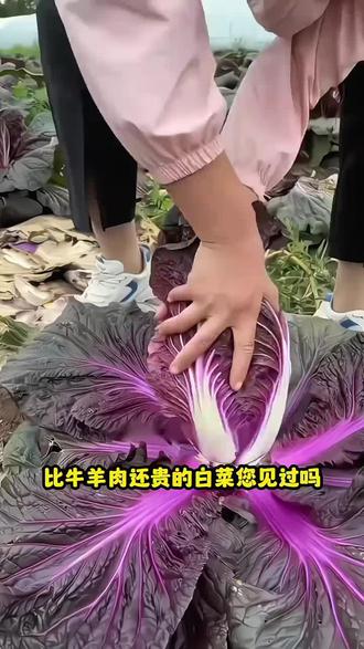 这个紫白菜在家种点吧