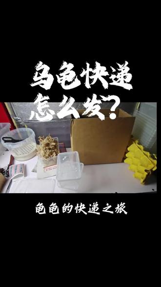 乌龟寄快递包装打包分享#爬宠日常 #麝香 #麝香蛋龟 #蛋龟 #寄快递过程