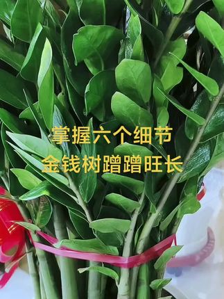 #分享家庭养花知识 #金钱树