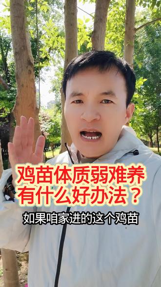 鸡苗体质弱,抗病力差,爱出毛病,或者鸡群不健康的时候,没法做疫苗,这个时候都可以用抗体#养鸡 #服务三农 #脱温鸡 #畜牧 #科学养鸡