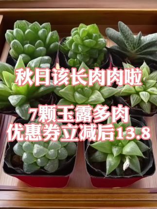 秋日该长肉肉啦玉露多肉植物盆栽阳台养花#养花 #花卉绿植 #多肉植物 #玉露 #生态视界